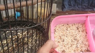 Download lagu Ciblek Bird Feeding Routine || SAKA.I.S CHANNEL mp3