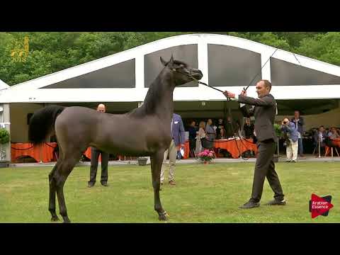 N.14 JOUMINA KA - Bruges 2018 C European - Yearling Fillies (Class 1B)