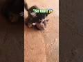 Cat Catches Mouse
