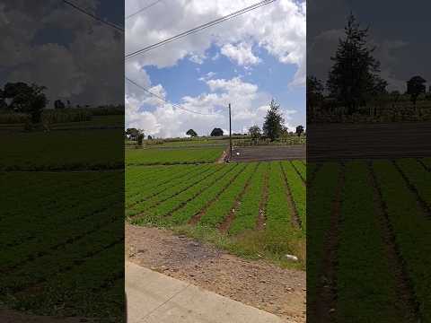 Esto Es Guatemala Patzicia Chimaltenango