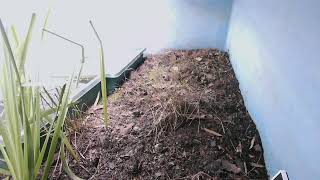 ダルマガエル観察ライブ20250929