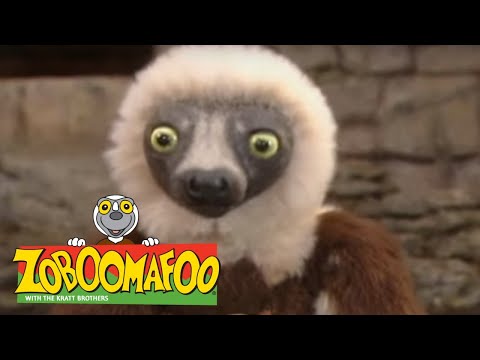 Zoboomafoo with the Kratt Brothers! ANTS & ANTEATERS | Full Episodes Compilation