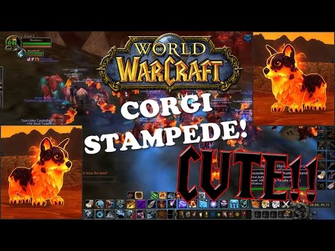 World of Warcraft - Adorably Cute Molten Corgi Stampede - WoW Memory