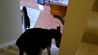 This greyhound goes up the stairs backwards