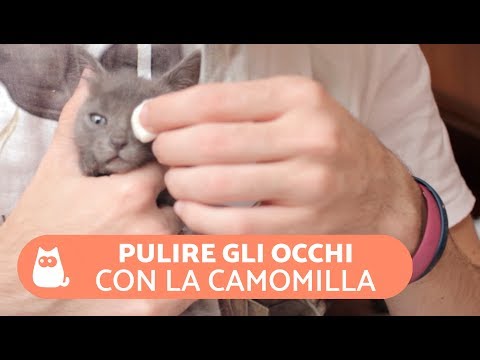 Parassiti un ruolo in vita umana la 7a classe Medicina per la persona da vermi