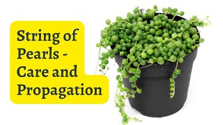String of Pearls Care and Propagation #stringofpearls