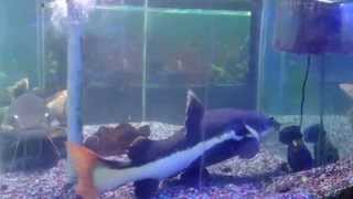 preview picture of video 'Red Tail Cat Fish Feeding'