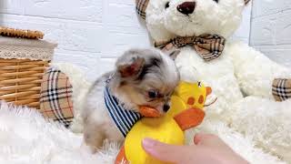 チワワ（ロング）の動画01