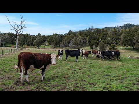 415 Crane Road, Kauri, Whangarei, Northland, 4 Kuwarto, 2 Banyo, Lifestyle Property