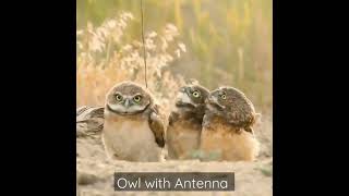 Download lagu Owl with Antenna mp3 Download lagu Owl with Antenna mp3