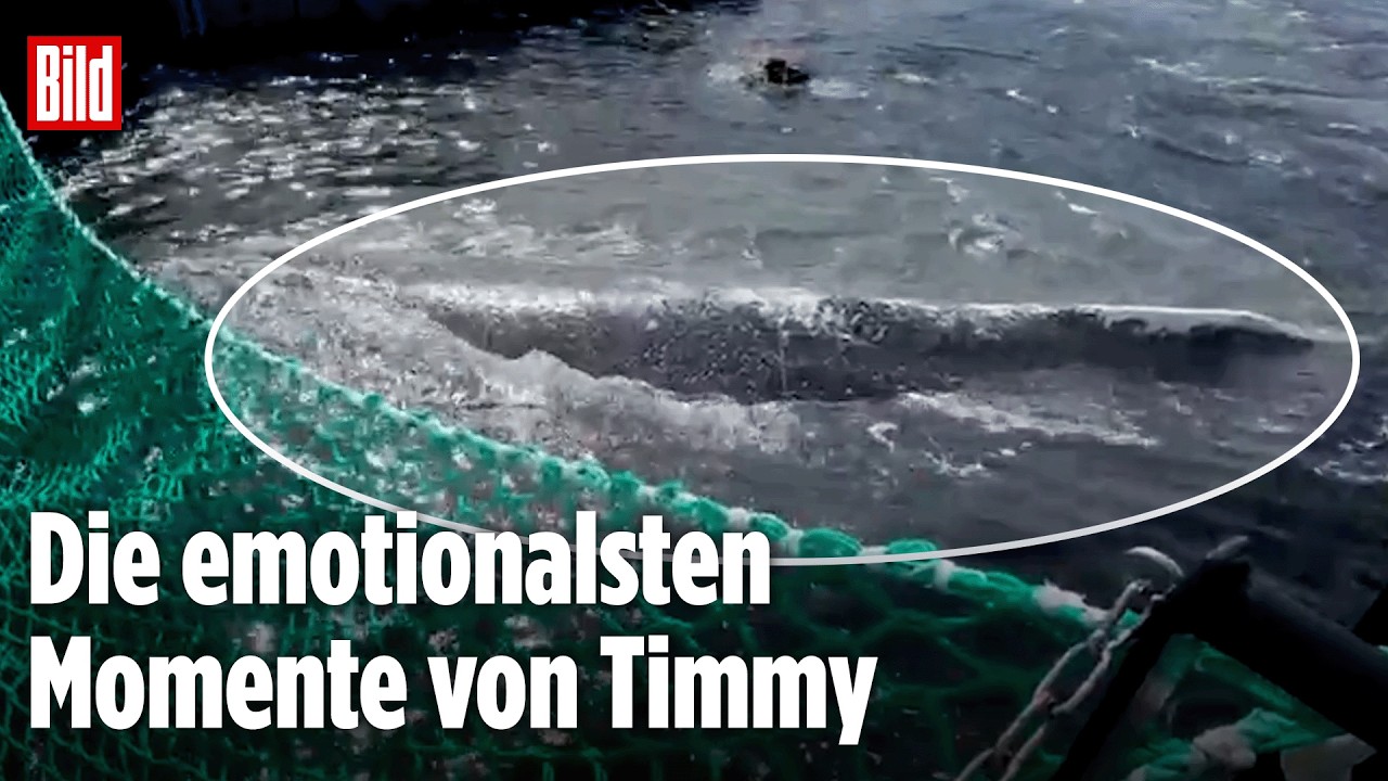 OSTSEE-WAL: Das war Timmys letzter Tag vor Poel