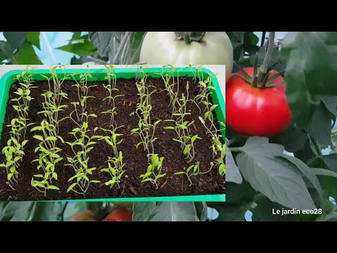 Semis de Tomates étape par étape 2020