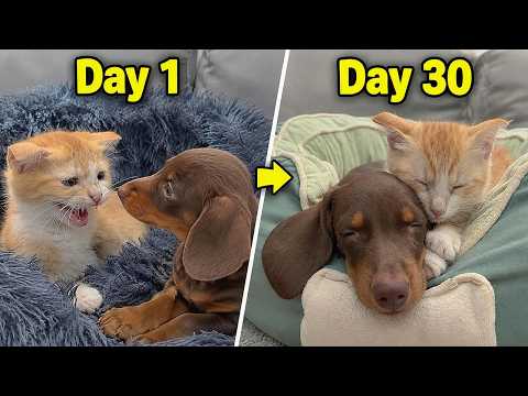 YouTube 썸네일