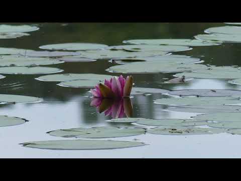 Saint Germain les Vergnes Etang de Lachamp  Correze