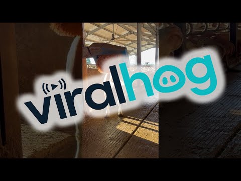 Cow Enjoys Some Time With the Cattle Brush || ViralHog