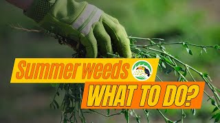 Identifying the Top 4 Most Hated Summer Weeds &amp; How to Treat Them!
