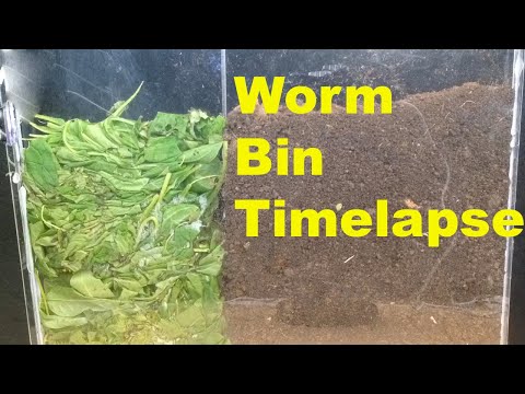 Red wiggler Horizontal Migration Time-Lapse Days 0-30