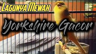 Download lagu Kenari Yorkshire Gacor | Cengkok Lagu Mewah mp3 Download lagu Kenari Yorkshire Gacor | Cengkok Lagu Mewah mp3