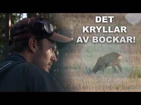 Bockjakt med Pierre - Det kryllar av bockar!