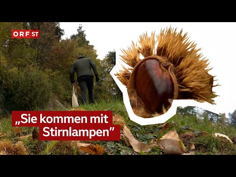Chestnut thieves in South Tyrol | South Tyrol Today, October 30, 2025