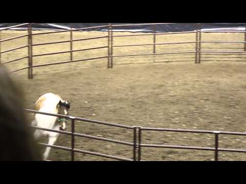 Clinton Anderson Walkabout Tour