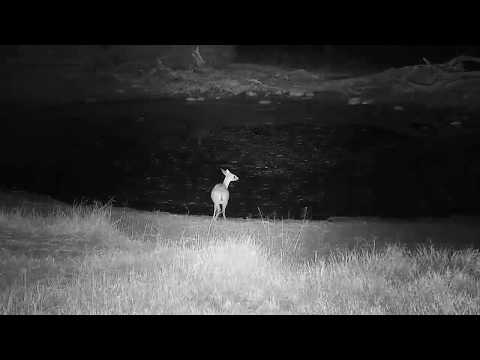 Djuma: Duiker female gets a quick drink - 19:29 - 05/14/19
