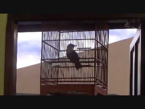 Terjual Poksay Jambul Putih Kaskus