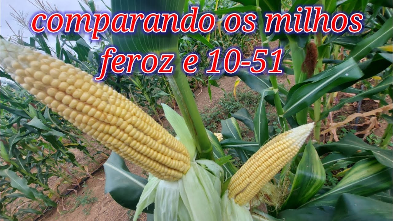 comparando milhos 1051 e feroz - plantio e colheita