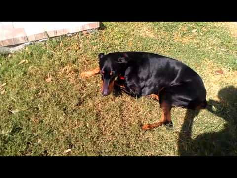 download lagu mp3 mp4 Yoller Innit, download mp3 Yoller Innit free download, download mp3 Yoller Innit