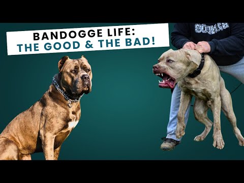 Benefits and Challenges of Owning an American Bandogge