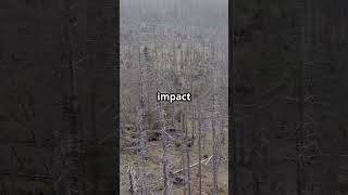 The Tunguska Explosion ☄️🌲 #EarthMysteries