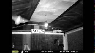 A busy night at the Wild Things Sanctuary flight school