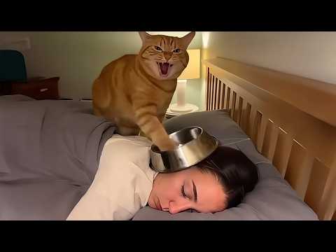 Cat Starts a 3 AM Protest but You Love Them Anyway 😂 Funny Cat and Human Videos