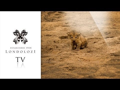 Brand New Tsalala Pride Lion Cub - Londolozi TV