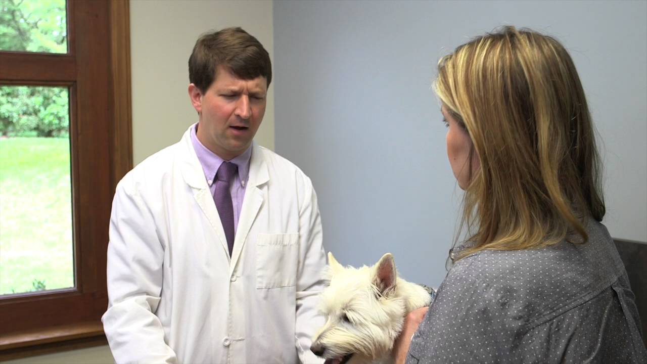 5 Ways Pet Owners Make Veterinary Medicine Hard