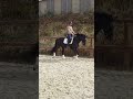 Caballo entero AES Anglo European Studbook En venta 2022 Negro por FOR FERRERO