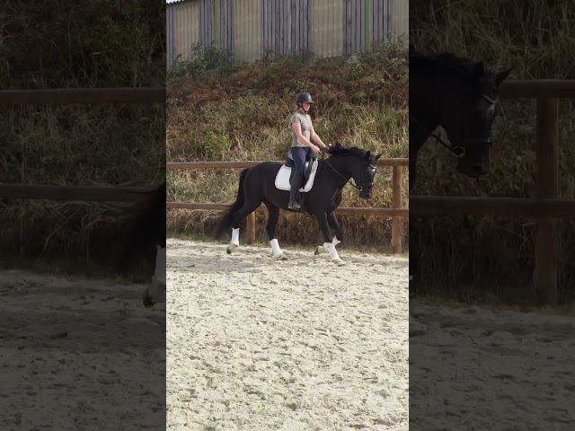 Caballo entero AES Anglo European Studbook En venta 2022 Negro por FOR FERRERO
