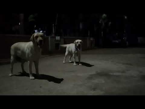 salma sitara 😊❤