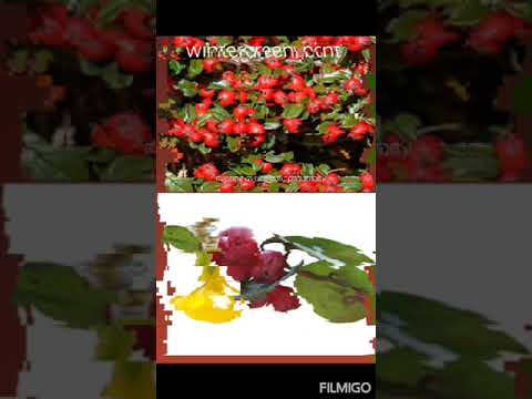 Gaultheria Wintergreen Oil