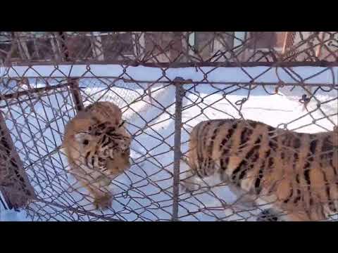 Common Name Siberian Tiger  Scientific Name Panthera tigris altaica