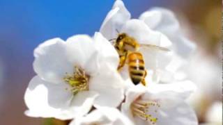 Kitaro - Light of the Spirit