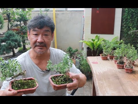盆栽擺設