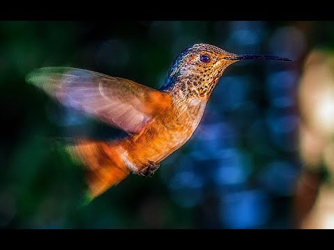 Brilla un Colibrí - Lenín Córdova G - Corazón de Fuego