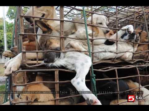 Vietnamese immigrant workers face jail time for killing dogs in Taiwan Video