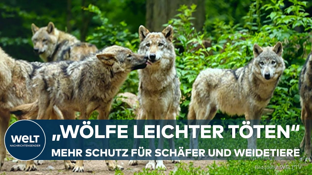 DEUTSCHLAND: Eingriffe gegen Problemtiere — Wölfe sollen leichter getötet werden dürfen!