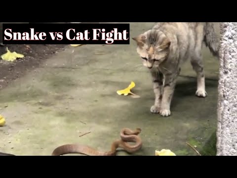 🐍🐱 Snake vs Cat Fight | Real Survival Battle