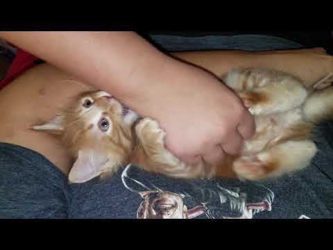 Mr. Finn getting tickled