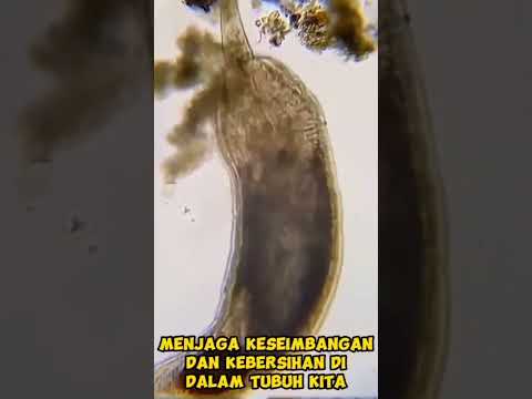 Bakteri baik dalam tubuh #bakteri #bakteria #bakteribaik #bakteridalamtubuh #antibiotics