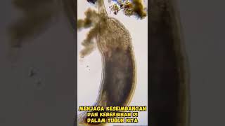 Download lagu Bakteri baik dalam tubuh #bakteri #bakteria #bakteribaik #bakteridalamtubuh #antibiotics mp3