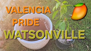 PLANTING A VALENCIA PRIDE MANGO TREE IN WATSONVILLE CALIFORNIA